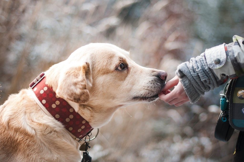 Dog Labrador Pet Canine Companion Friendship