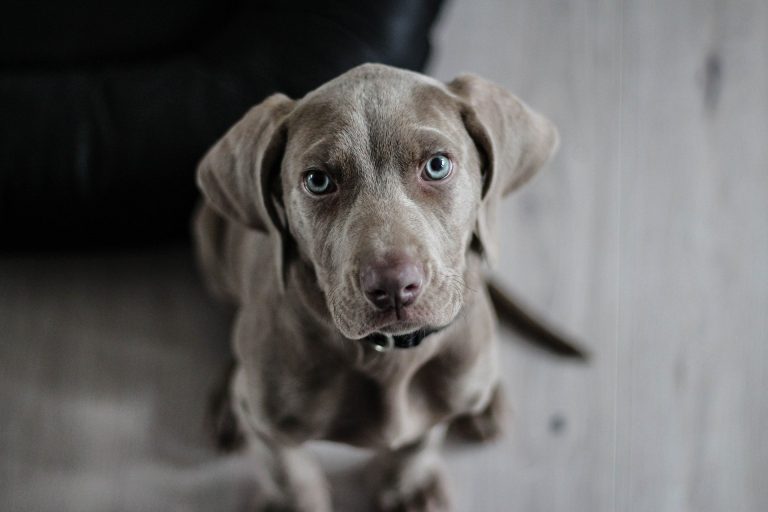 Weimaraner Puppy Dog Snout Animal Portrait